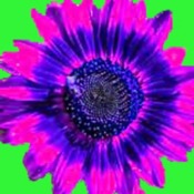 175x175_185006
