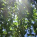 psychotropicalsoul.podOmatic.com