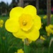 daisyblu.podOmatic.com