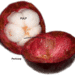 mangosteen.podOmatic.com