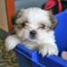 puppycode.podOmatic.com