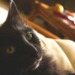 sprockets.podOmatic.com