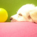 danimod.podOmatic.com