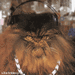 catcast