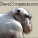 shavedchimpanzee.podOmatic.com