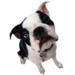phonedog.podOmatic.com